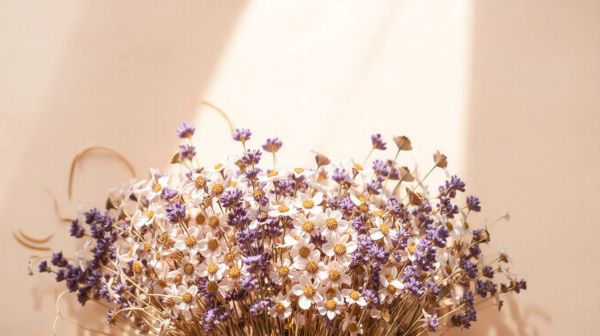 Top 5 raisons d'opter pour des fleurs de CBD contre le stress
